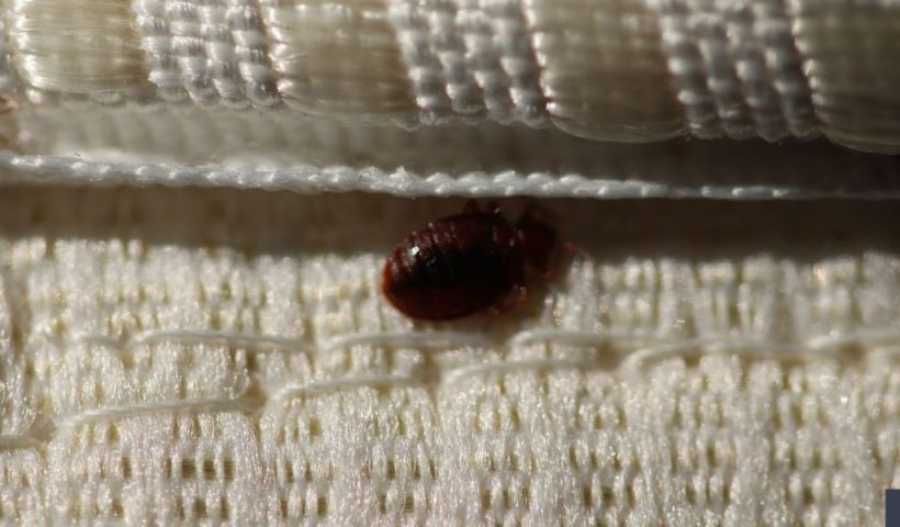 Bed Bug Alert How to Ensure Your NC Hotel Room is Bug-Free This Summer