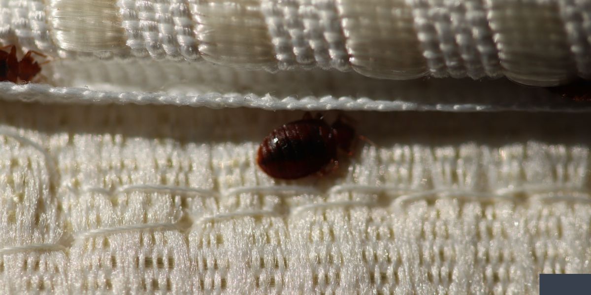 Bed Bug Alert How to Ensure Your NC Hotel Room is Bug-Free This Summer