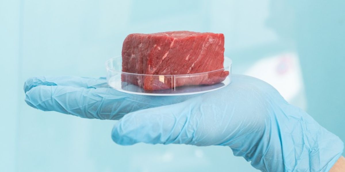 FREE TO READ - Lab-Grown Meat Faces Bans in Some States Ahead of Market Debut, What Is The Reason, Actually!