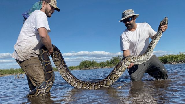 Florida Sets Records with Capture of Five Longest Burmese Pythons