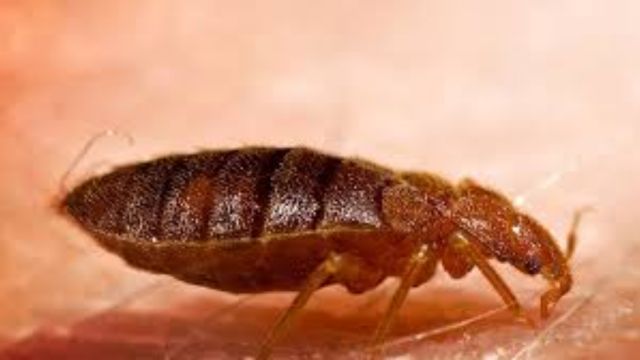 Florida's Bed Bug Crisis Three Cities Among Nation's Worst