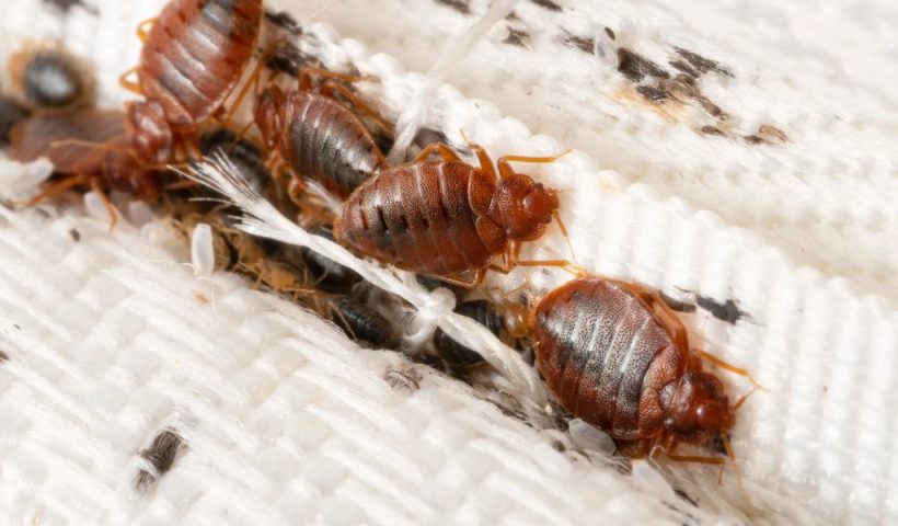 Florida's Bed Bug Crisis Three Cities Among Nation's Worst