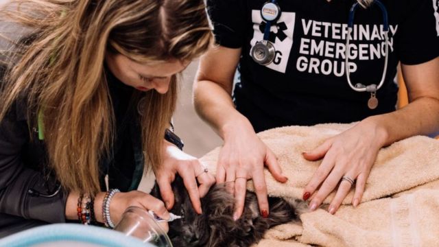 Here Are The Best Arizona's Top 10 Animal Hospitals for 2024!