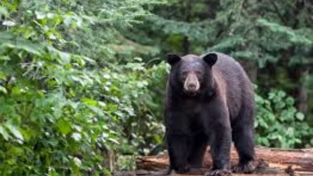 Is California's Bear Population Growing Key Facts You Should Know