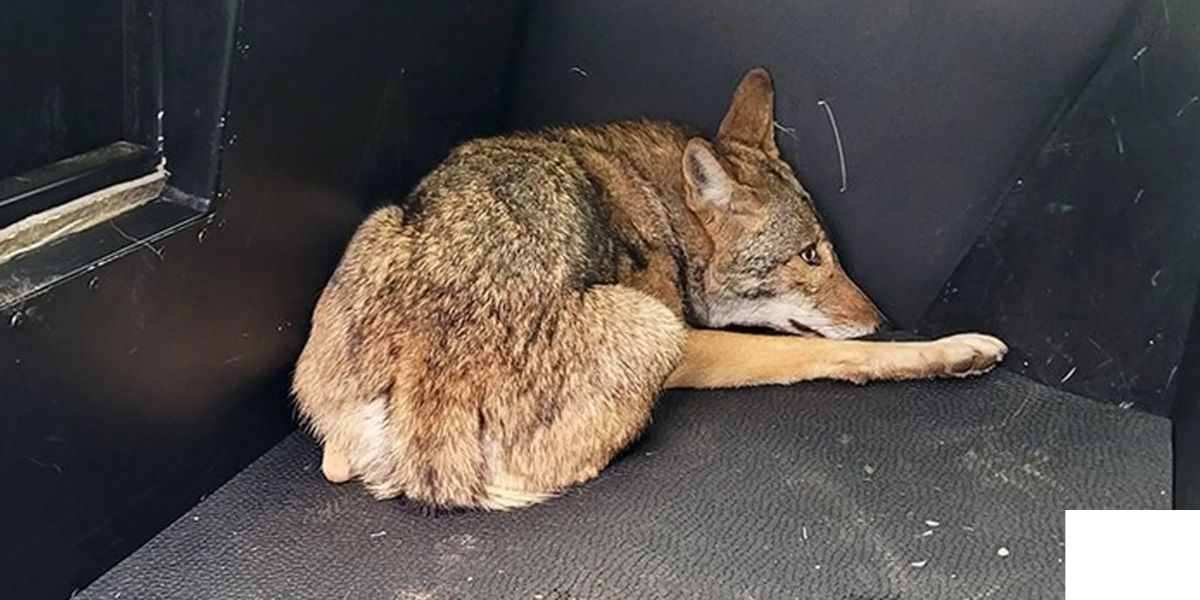 Run And Hit - Residents Alerted to Coyote Attacks in Indy Park on Northeast Side
