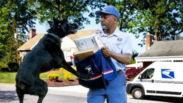 USPS Dog Bite Rankings Highlight Arizona's Incidents, What Trends Are