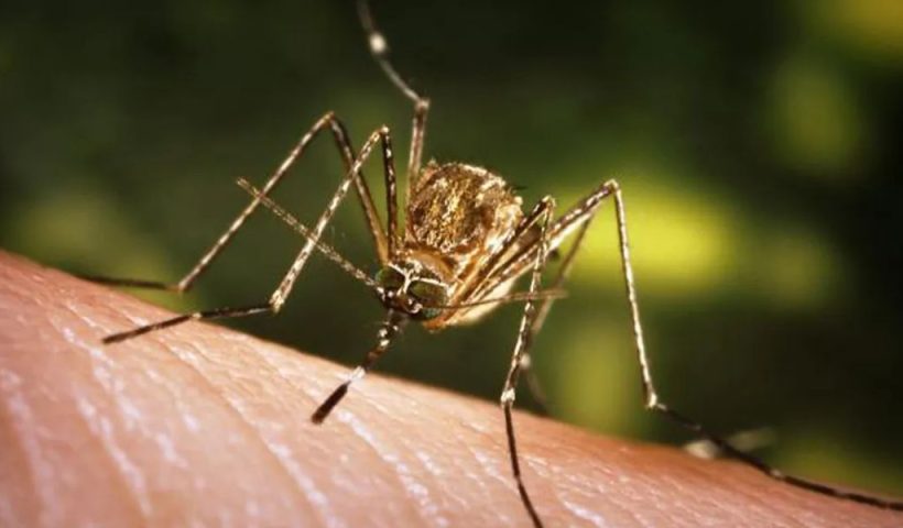 Alert! Residents Alarmed by Annoying and Dangerous Mosquito Surge in South Texas