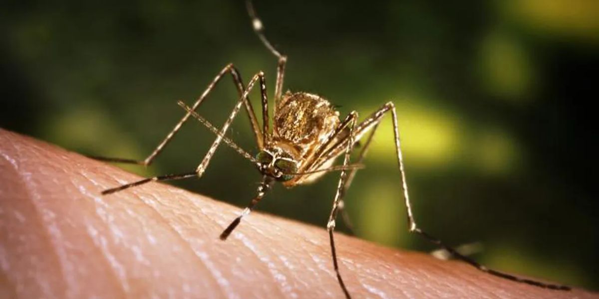 Alert! Residents Alarmed by Annoying and Dangerous Mosquito Surge in South Texas