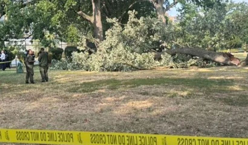 Garfield Park Massive Incident Happened Police Release Identity of Woman Killed by Tree Branch