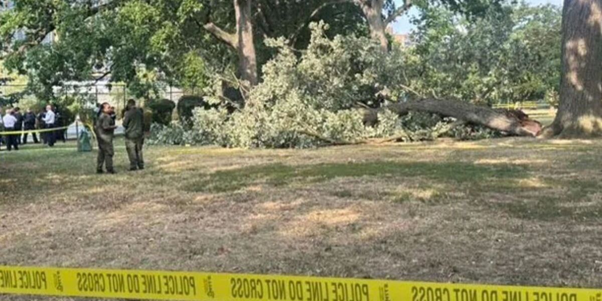 Garfield Park Massive Incident Happened Police Release Identity of Woman Killed by Tree Branch