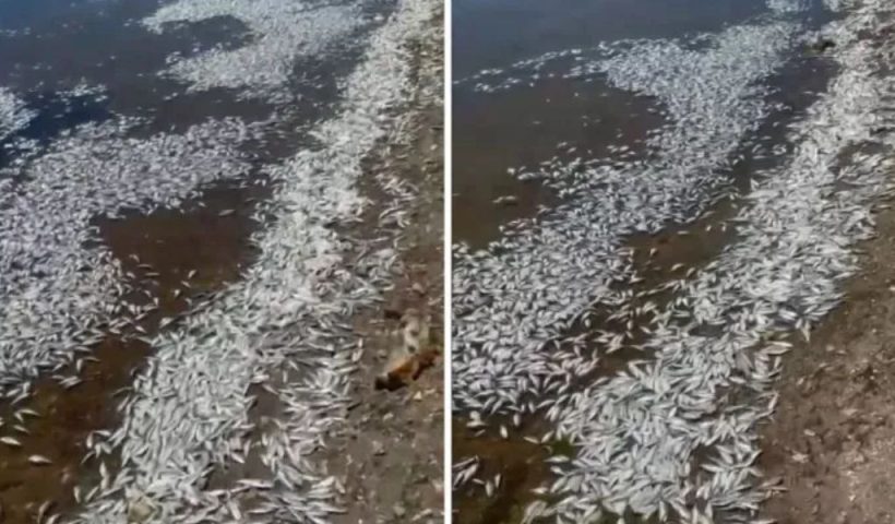 Investigation Underway After Thousands of Fish Found Dead in California Lake Authorities