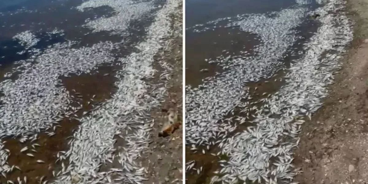 Investigation Underway After Thousands of Fish Found Dead in California Lake Authorities