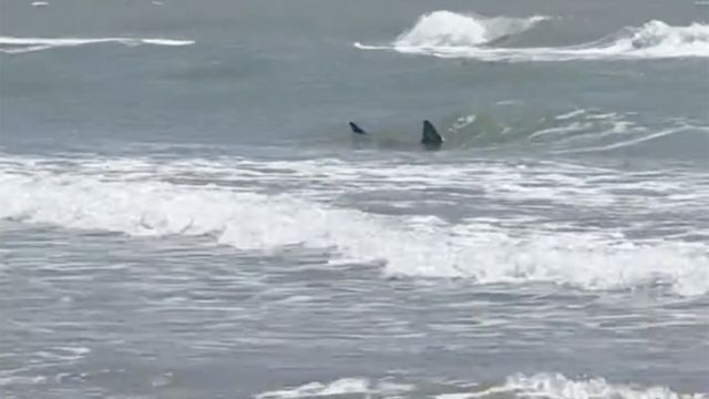 Multiple Shark Attacks Result in 4 Injuries in Texas and Florida