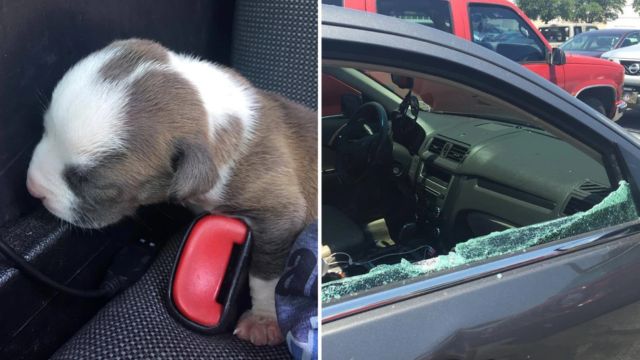 NOW! Public Demands Action Petition Seeks Charges Against Florida Couple for Leaving Dog in Hot Car