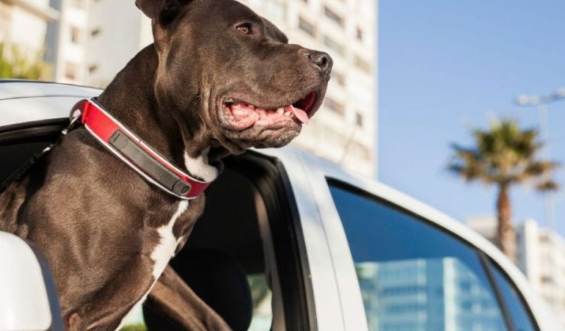 NOW! Public Demands Action Petition Seeks Charges Against Florida Couple for Leaving Dog in Hot Car