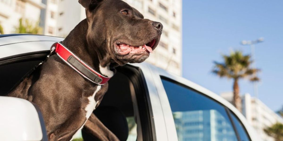 NOW! Public Demands Action Petition Seeks Charges Against Florida Couple for Leaving Dog in Hot Car