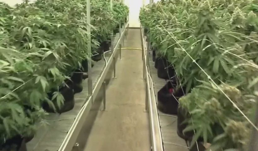 Northeast Ohio Approves Three Locations for Recreational Marijuana Growth and Processing