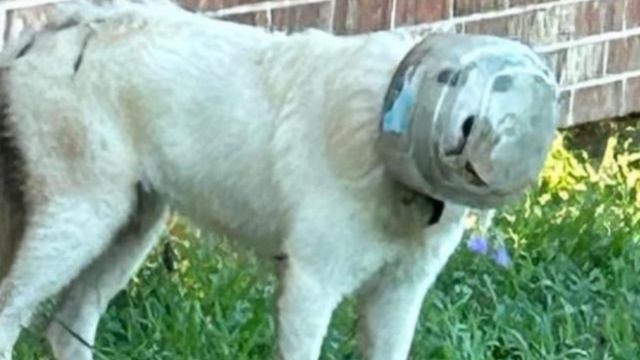 Save Life Like Never Before! Dog With Bowl Stuck on Its Head Finally Rescued by Police