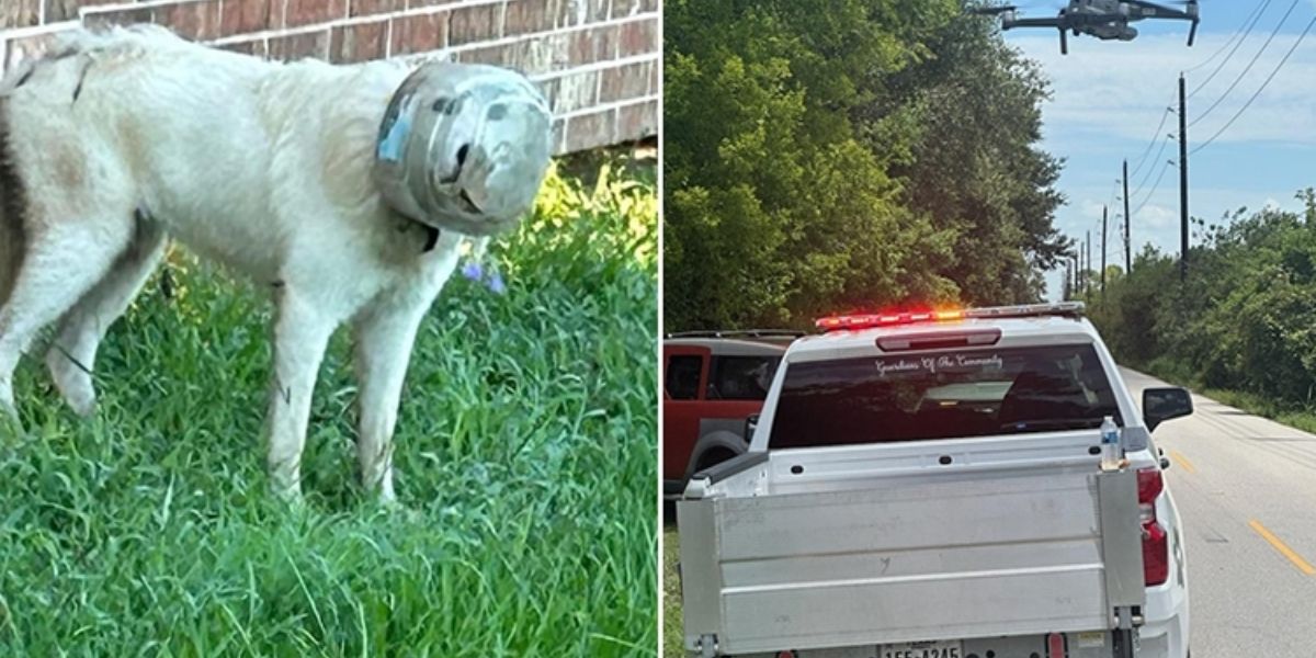 Save Life Like Never Before! Dog With Bowl Stuck on Its Head Finally Rescued by Police