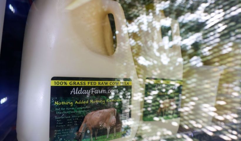 Tampa Bay's Raw Milk Market Under Scrutiny as Scientists Raise Bird Flu Alarms