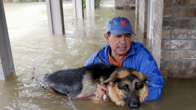 Texas State Trooper’s Daring Rescue Dog Saved from Busy Highway in Storm