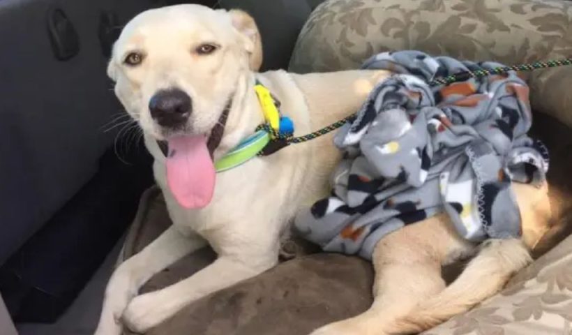 Texas State Trooper’s Daring Rescue Dog Saved from Busy Highway in Storm