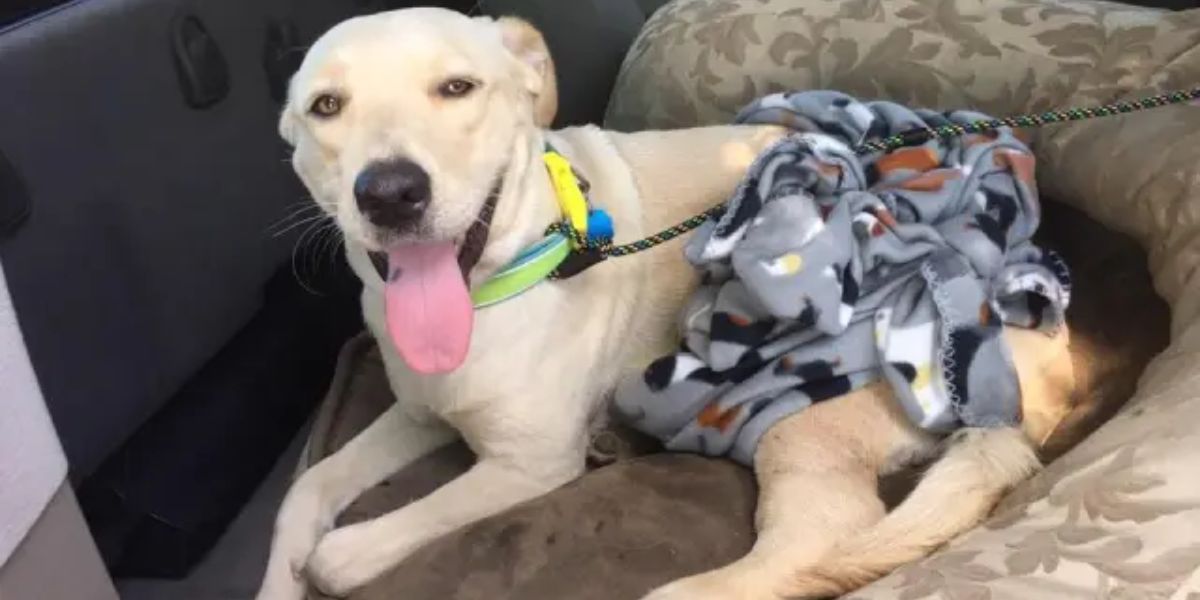 Texas State Trooper’s Daring Rescue Dog Saved from Busy Highway in Storm