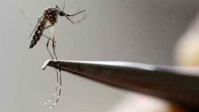 Texas on Alert 10 Dengue Cases Confirmed Amid Rising Global Threat