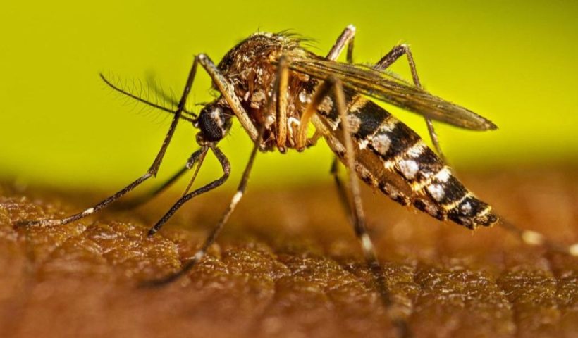 Texas on Alert 10 Dengue Cases Confirmed Amid Rising Global Threat