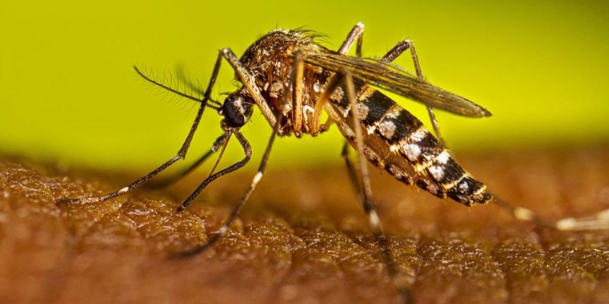 Texas on Alert 10 Dengue Cases Confirmed Amid Rising Global Threat