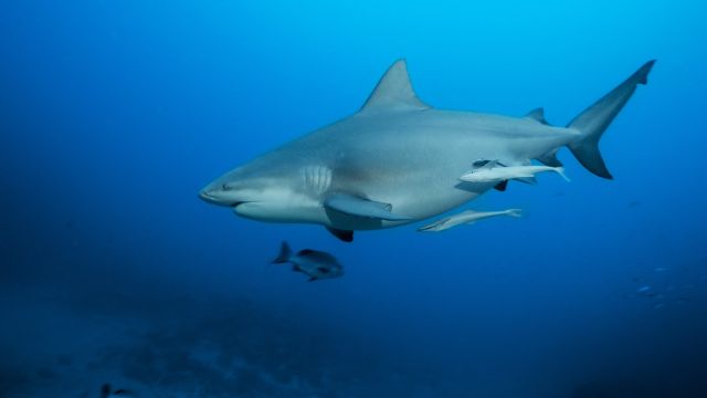 Bull Shark Boom Why Texas Waters Are Becoming Dangerous