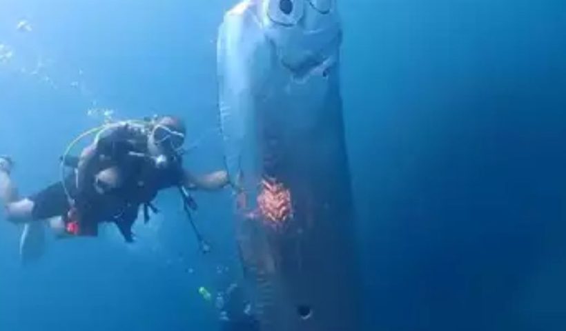 California Beachgoers Stunned by the Arrival of ‘Doomsday Fish’ What Does It Mean (1)