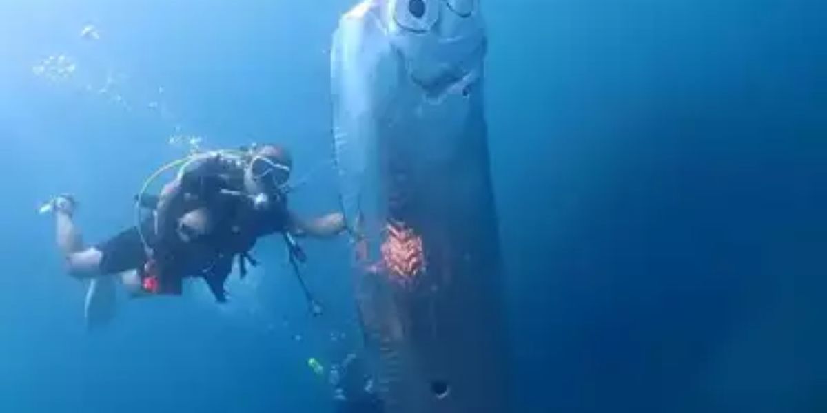 California Beachgoers Stunned by the Arrival of ‘Doomsday Fish’ What Does It Mean (1)