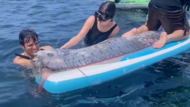 California Beachgoers Stunned by the Arrival of ‘Doomsday Fish’: What Does It Mean?