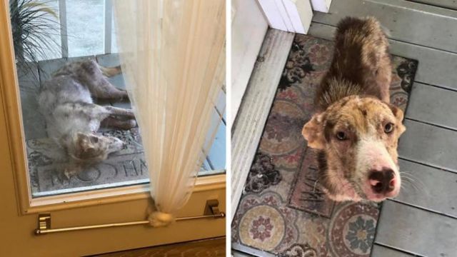 Heartwarming Stray Dog Selects Her Home and Refuses to Leave