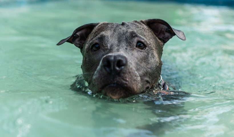 Heartwarming Stray Dog Selects Her Home and Refuses to Leave