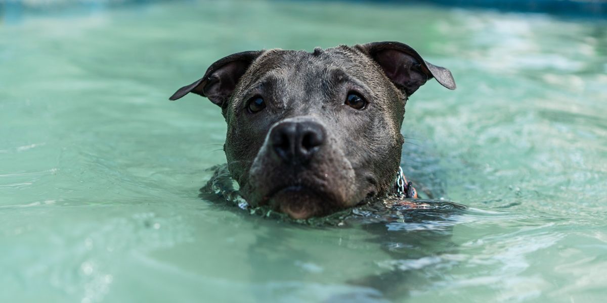 Heartwarming Stray Dog Selects Her Home and Refuses to Leave