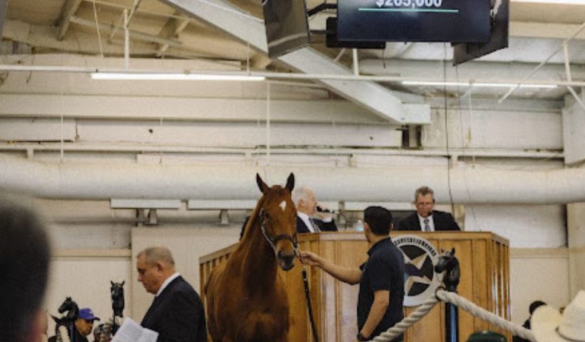 Lone Star Park Announces Catalogue for Upcoming Texas Yearling Sale on Aug. 26