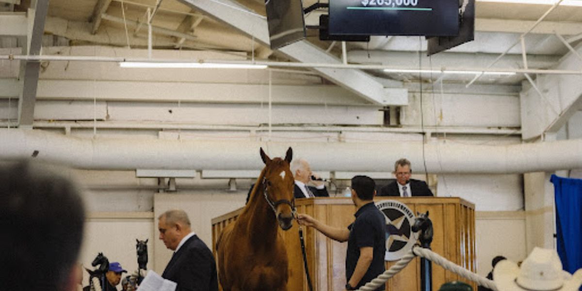 Lone Star Park Announces Catalogue for Upcoming Texas Yearling Sale on Aug. 26