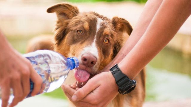 Training Your Dog in Hot Weather Precautions and Tips for Pet Owners