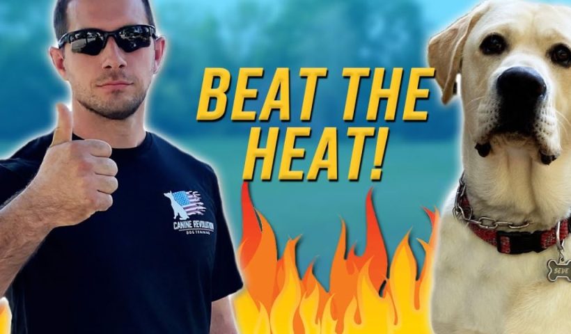 Training Your Dog in Hot Weather Precautions and Tips for Pet Owners