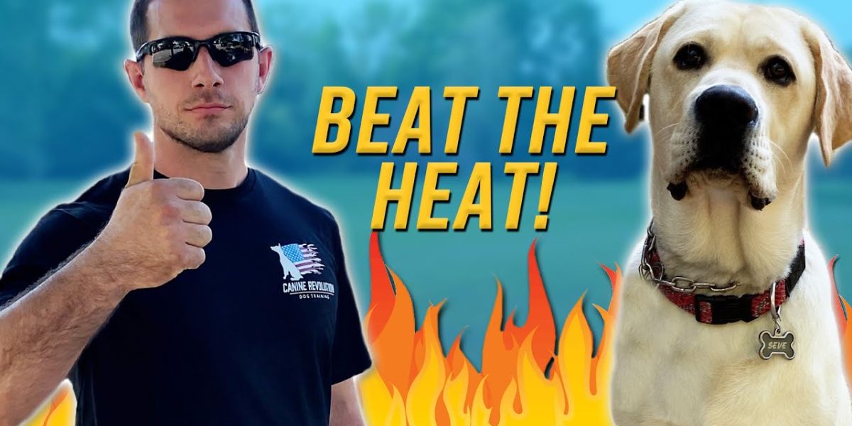 Training Your Dog in Hot Weather Precautions and Tips for Pet Owners