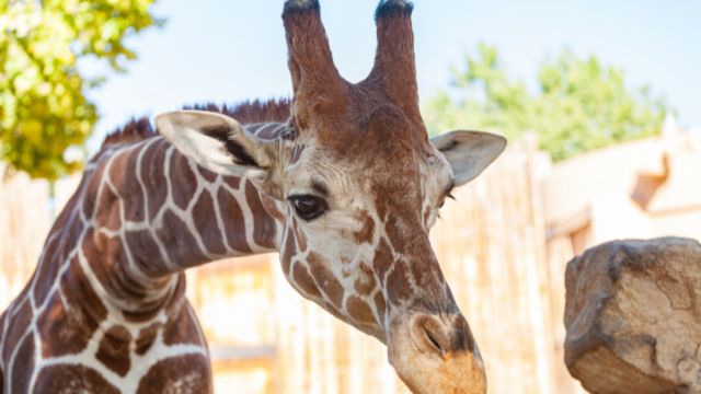 Zoo and Aquarium in Kansas City Welcomes Two New Baby Pups