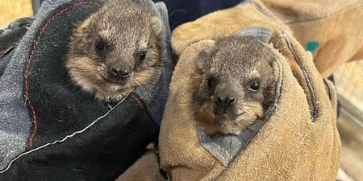 Zoo and Aquarium in Kansas City Welcomes Two New Baby Pups