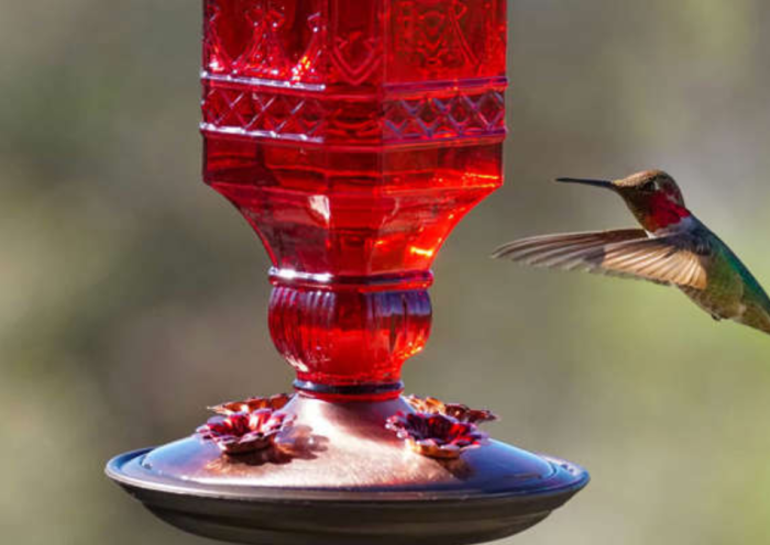 Feeding Hummingbirds? These 15 Common Mistakes Are Costing You