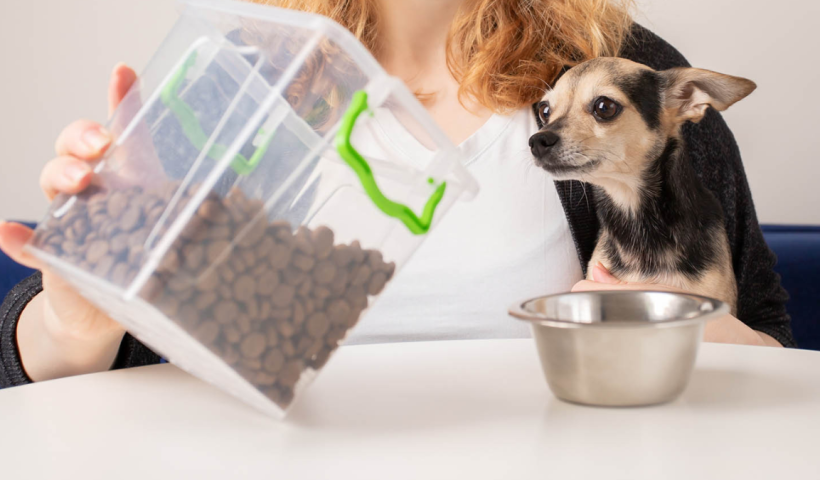 Understanding Florida's New Pet Feeder Law: A Must-Read for Pet Owners