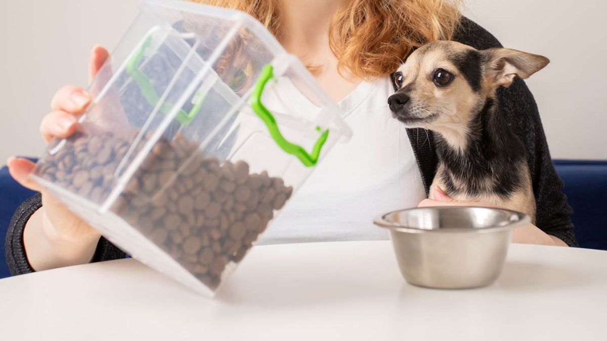 Understanding Florida's New Pet Feeder Law: A Must-Read for Pet Owners