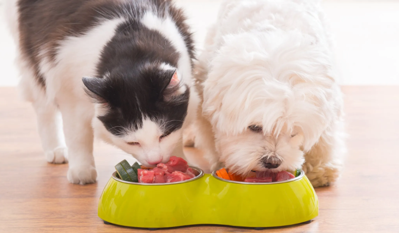 Understanding Hawaii's New Pet Feeder Law: A Must-Read for Pet Owners