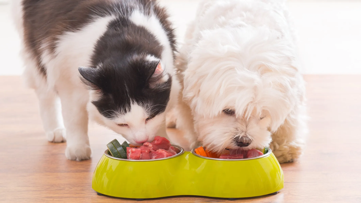 Understanding Hawaii's New Pet Feeder Law: A Must-Read for Pet Owners