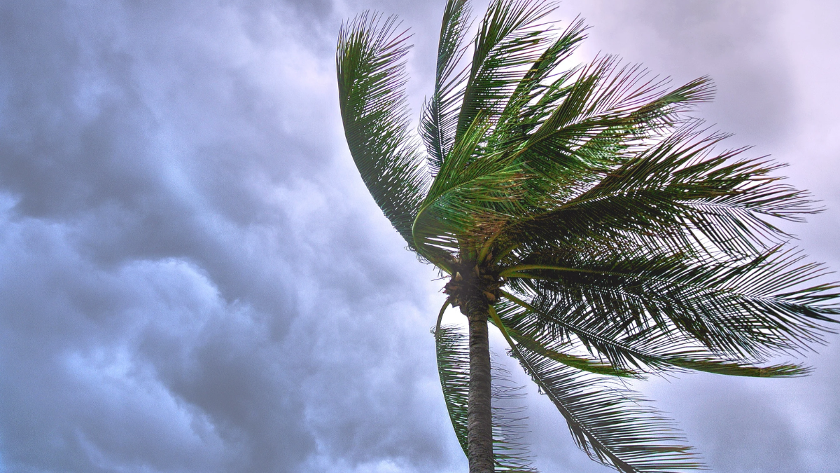 High Wind Warning: NJ Residents Prepare for 40-45 MPH Gusts Thursday Night